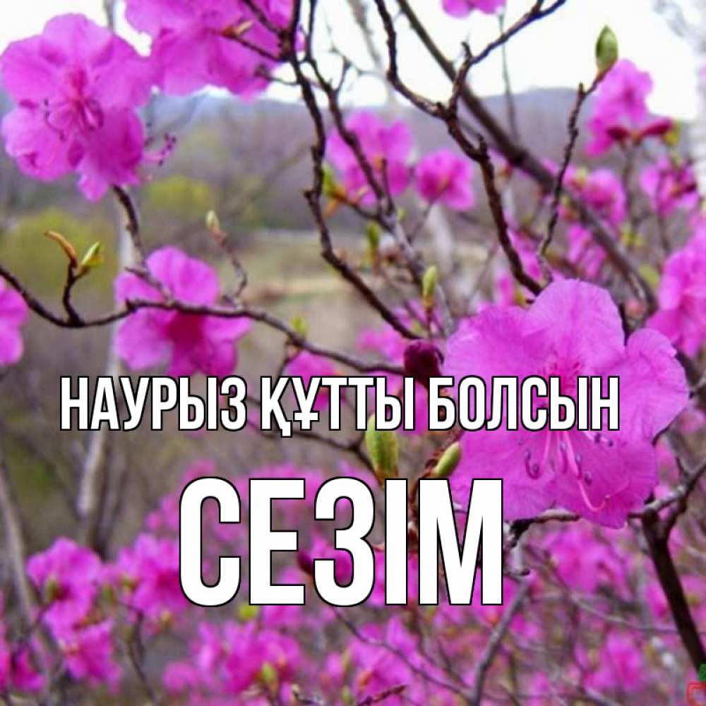 Күн сайын ашық хат с именем, СЕЗІМ Наурыз құтты болсын наурыз мейрамы кутты болсын Онлайн тегін жүктеп алу тілектері бар керемет карта 