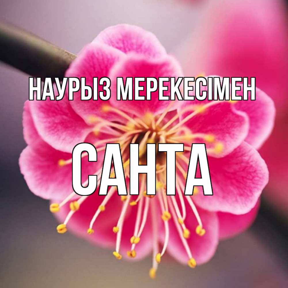 Күн сайын ашық хат с именем, Санта Наурыз мерекесімен цветы Онлайн тегін жүктеп алу тілектері бар керемет карта 