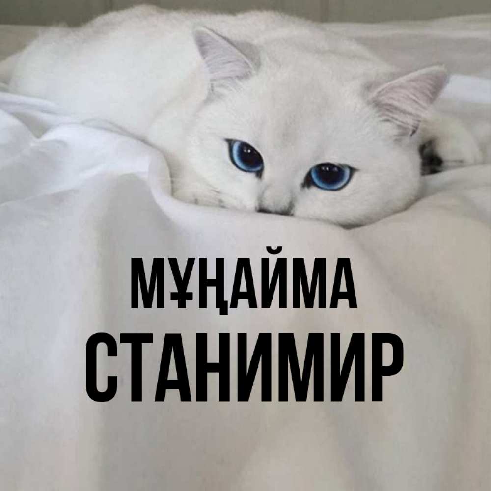 Күн сайын ашық хат с именем, Станимир Мұңайма Голубоглазая кошка Онлайн тегін жүктеп алу тілектері бар керемет карта 