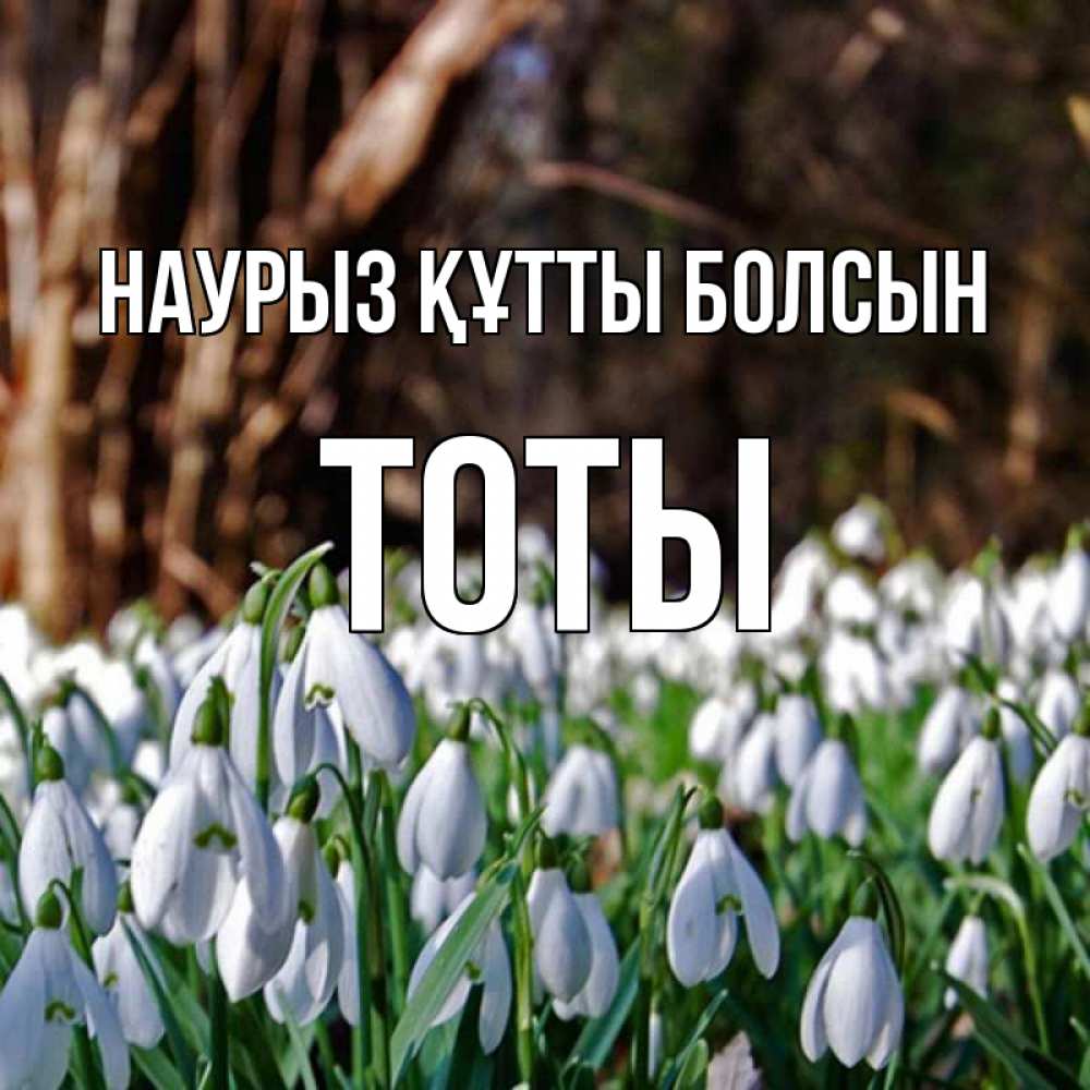 Күн сайын ашық хат с именем, ТОТЫ Наурыз құтты болсын с подснежниками 1 Онлайн тегін жүктеп алу тілектері бар керемет карта 