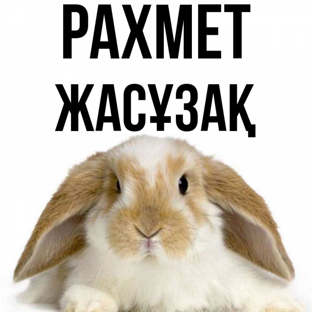 Күн сайын ашық хат с именем, Жасұзақ рахмет коричнево белый заяц Онлайн тегін жүктеп алу тілектері бар керемет карта 