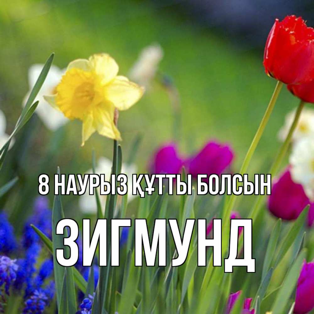 Күн сайын ашық хат с именем, Зигмунд 8 наурыз құтты болсын международный женский день 3 Онлайн тегін жүктеп алу тілектері бар керемет карта 