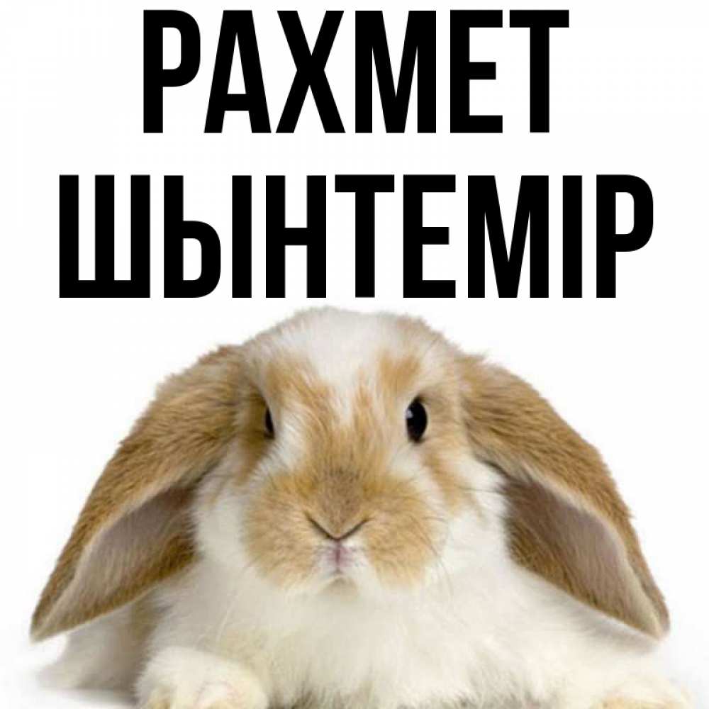 Күн сайын ашық хат с именем, ШЫНТЕМІР рахмет коричнево белый заяц Онлайн тегін жүктеп алу тілектері бар керемет карта 