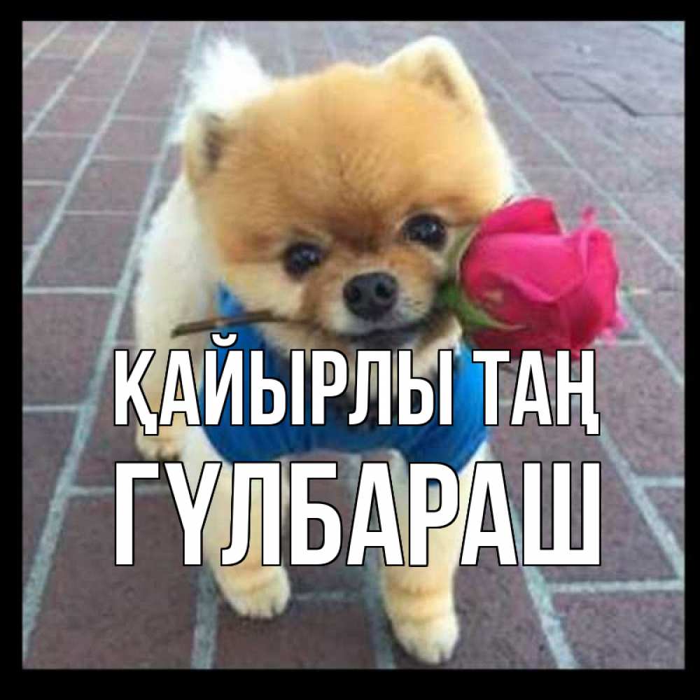 Күн сайын ашық хат с именем, ГҮЛБАРАШ Қайырлы таң роза в зубах Онлайн тегін жүктеп алу тілектері бар керемет карта 
