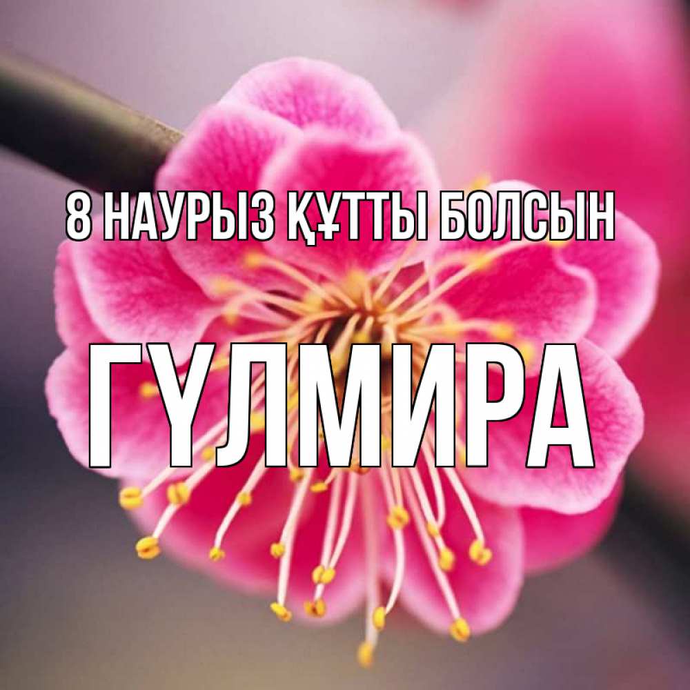 Күн сайын ашық хат с именем, ГҮЛМИРА 8 наурыз құтты болсын цветы Онлайн тегін жүктеп алу тілектері бар керемет карта 