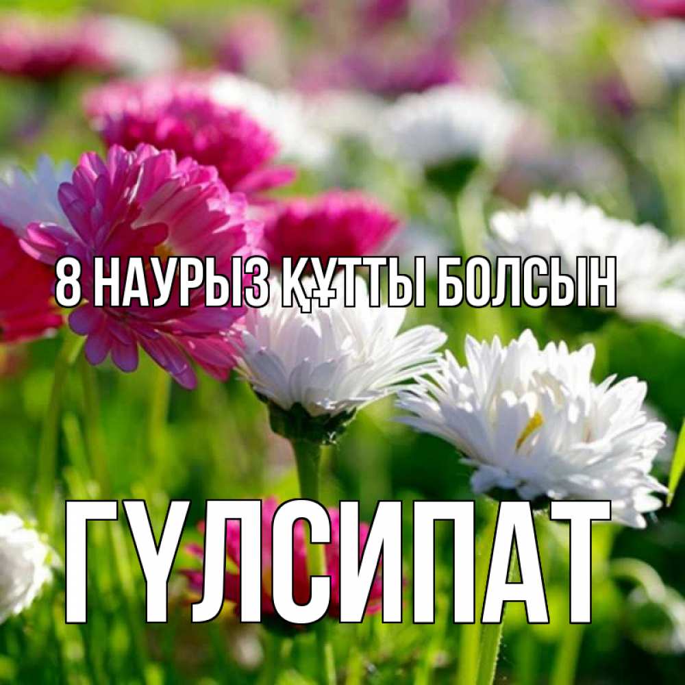 Күн сайын ашық хат с именем, ГҮЛСИПАТ 8 наурыз құтты болсын международный женский день 1 Онлайн тегін жүктеп алу тілектері бар керемет карта 