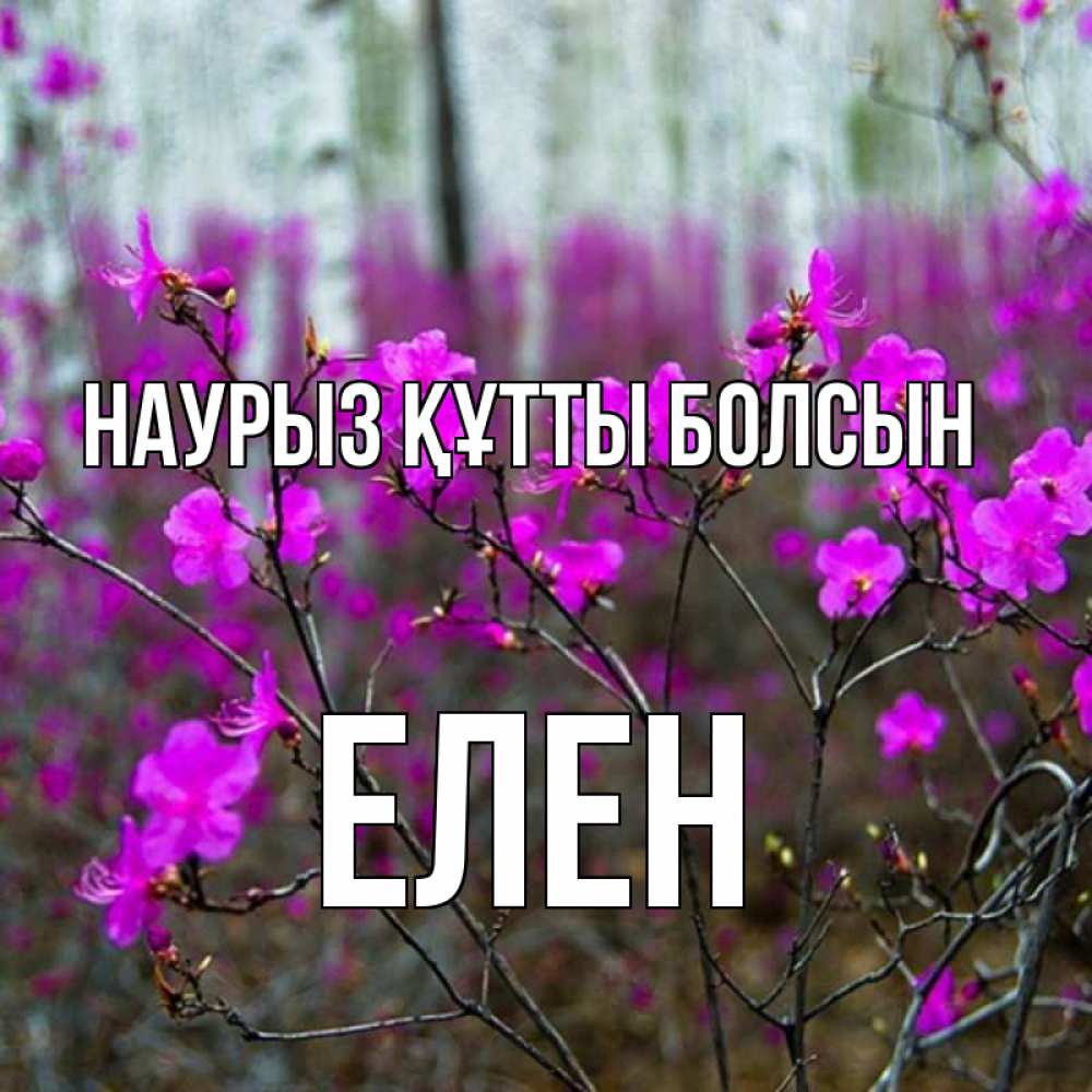 Күн сайын ашық хат с именем, Елен Наурыз құтты болсын дикие цветы Онлайн тегін жүктеп алу тілектері бар керемет карта 