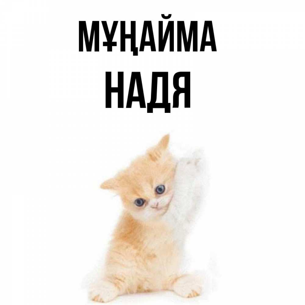 Күн сайын ашық хат с именем, Надя Мұңайма просящий кот Онлайн тегін жүктеп алу тілектері бар керемет карта 