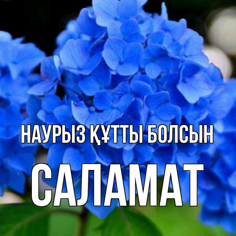 Күн сайын ашық хат с именем, САЛАМАТ Наурыз құтты болсын синие цветы Онлайн тегін жүктеп алу тілектері бар керемет карта 