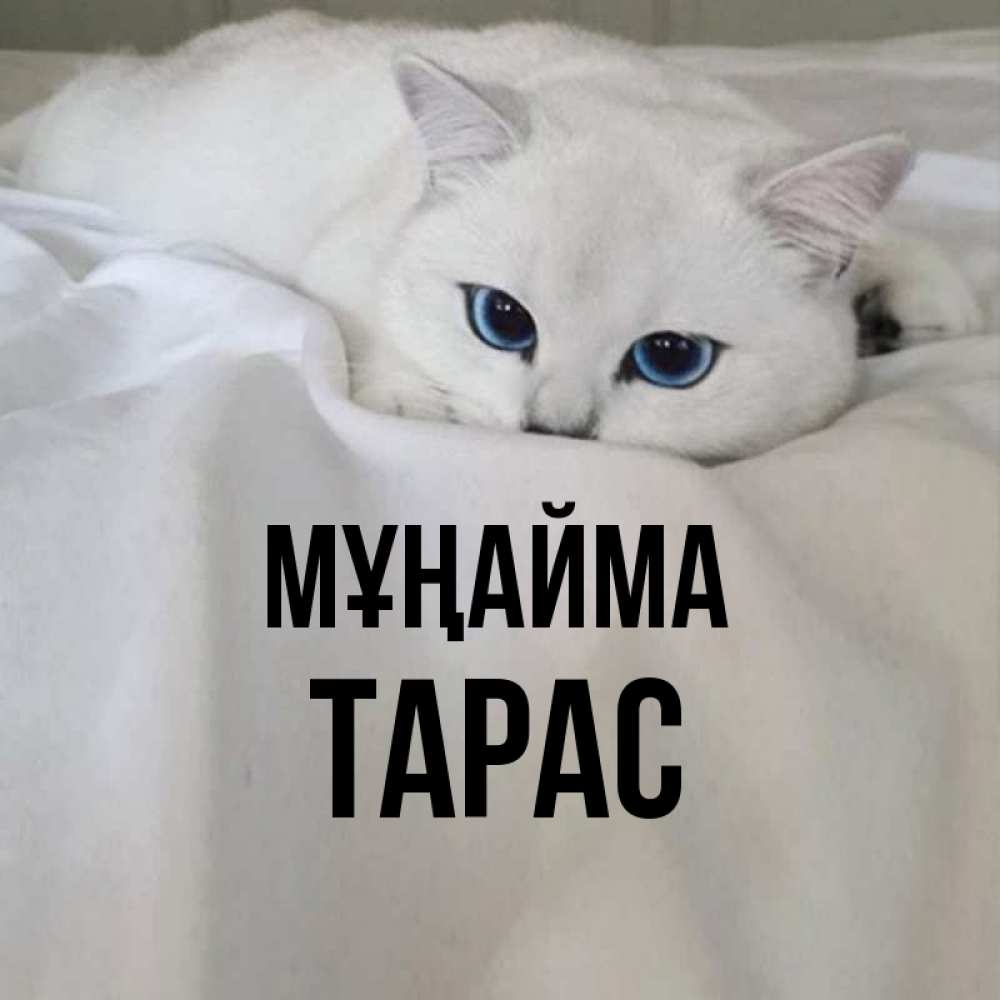 Күн сайын ашық хат с именем, Тарас Мұңайма Голубоглазая кошка Онлайн тегін жүктеп алу тілектері бар керемет карта 