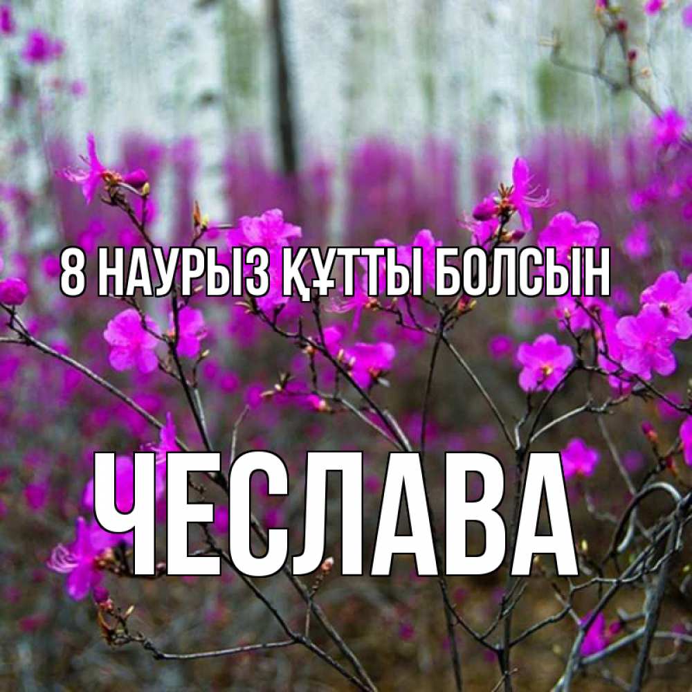 Күн сайын ашық хат с именем, Чеслава 8 наурыз құтты болсын дикие цветы Онлайн тегін жүктеп алу тілектері бар керемет карта 