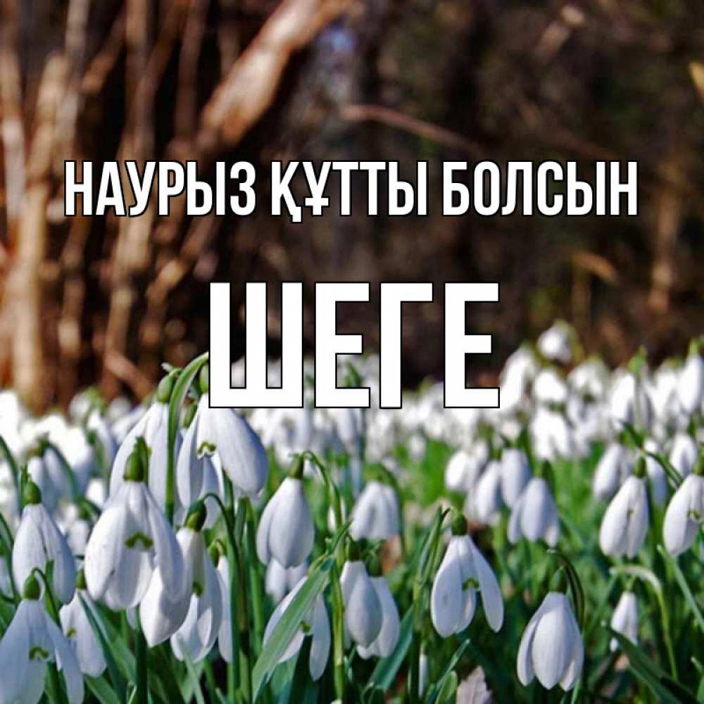 Күн сайын ашық хат с именем, ШЕГЕ Наурыз құтты болсын с подснежниками 1 Онлайн тегін жүктеп алу тілектері бар керемет карта 