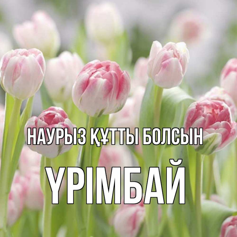 Күн сайын ашық хат с именем, ҮРІМБАЙ Наурыз құтты болсын цветы Онлайн тегін жүктеп алу тілектері бар керемет карта 