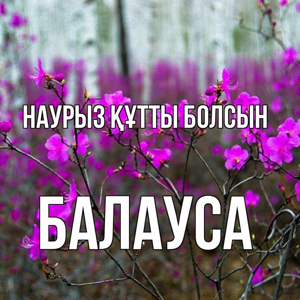 Күн сайын ашық хат с именем, БАЛАУСА Наурыз құтты болсын дикие цветы Онлайн тегін жүктеп алу тілектері бар керемет карта 