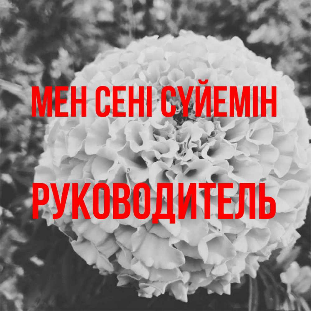Күн сайын ашық хат с именем, Руководитель Мен сені сүйемін подпись Онлайн тегін жүктеп алу тілектері бар керемет карта 