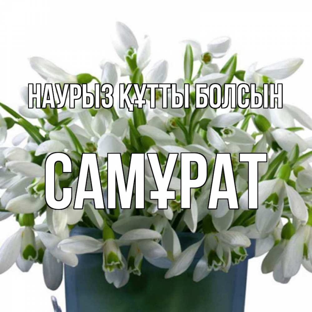Күн сайын ашық хат с именем, САМҰРАТ Наурыз құтты болсын цветы к наурызу Онлайн тегін жүктеп алу тілектері бар керемет карта 
