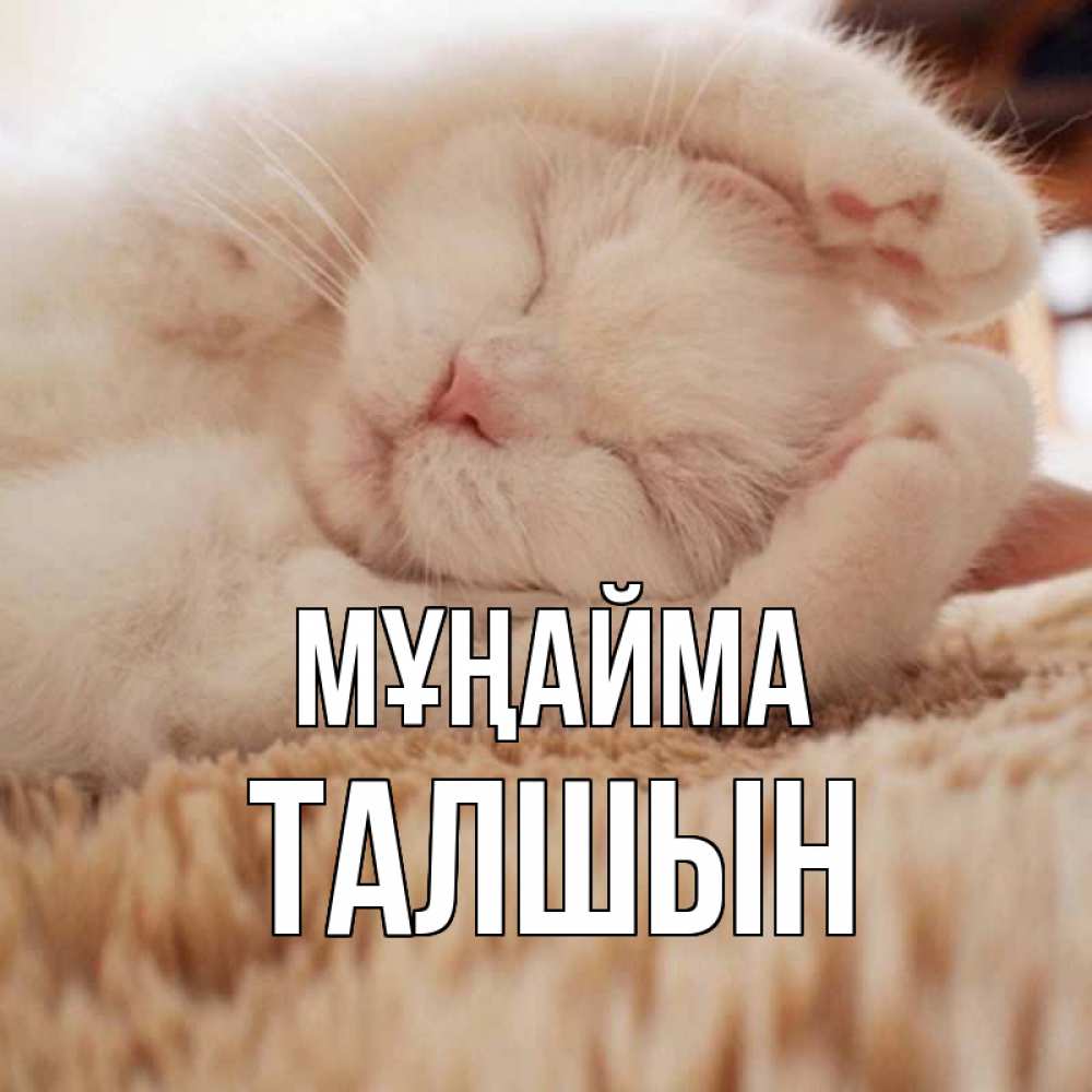 Күн сайын ашық хат с именем, ТАЛШЫН Мұңайма белый кот Онлайн тегін жүктеп алу тілектері бар керемет карта 