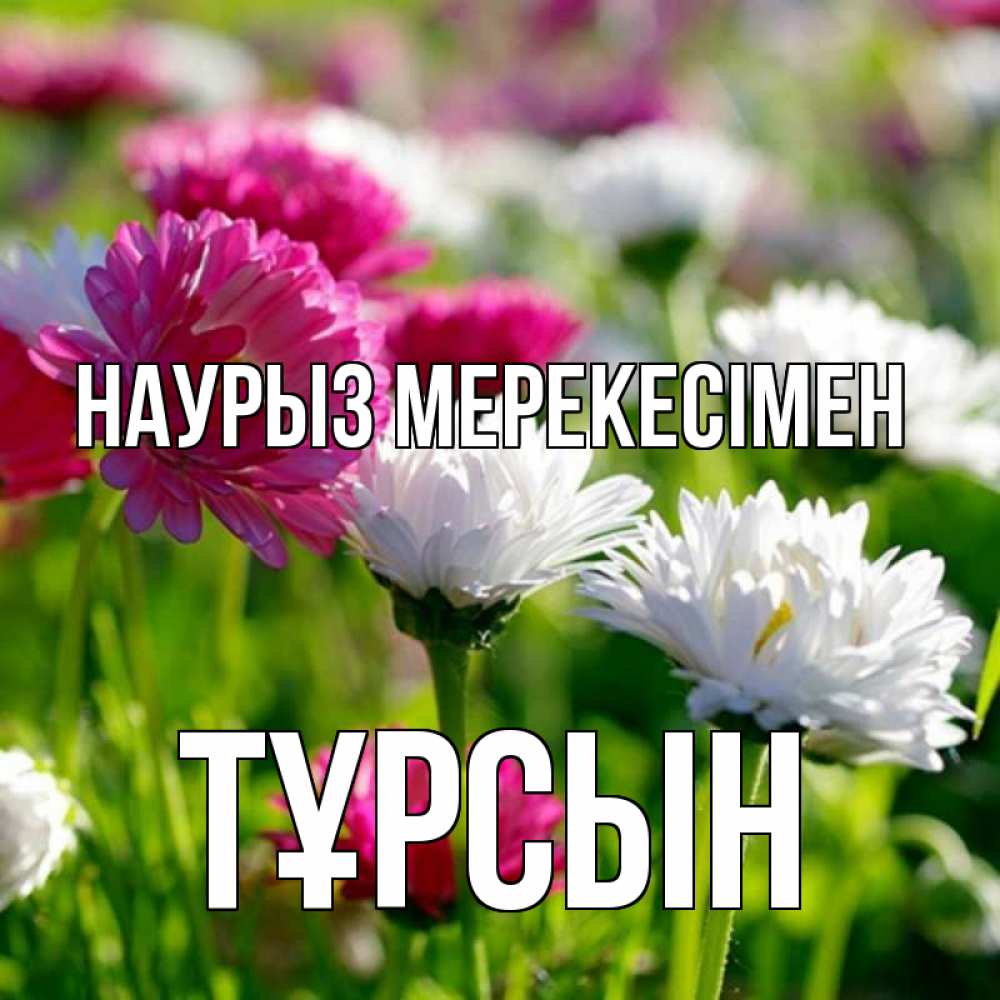 Күн сайын ашық хат с именем, ТҰРСЫН Наурыз мерекесімен праздник весны наурыз красота Онлайн тегін жүктеп алу тілектері бар керемет карта 