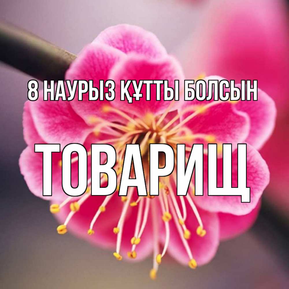 Күн сайын ашық хат с именем, Товарищ 8 наурыз құтты болсын цветы Онлайн тегін жүктеп алу тілектері бар керемет карта 