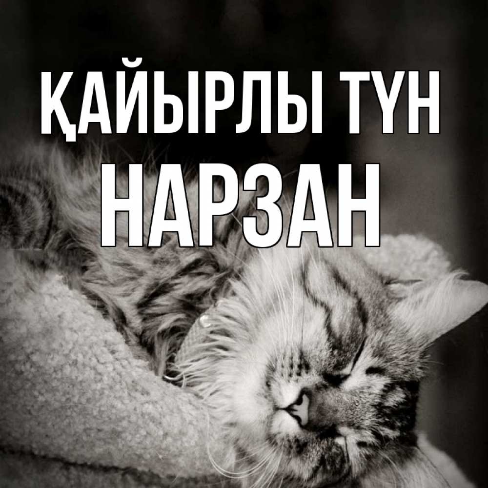 Күн сайын ашық хат с именем, НАРЗАН Қайырлы түн котярик пушистый Онлайн тегін жүктеп алу тілектері бар керемет карта 