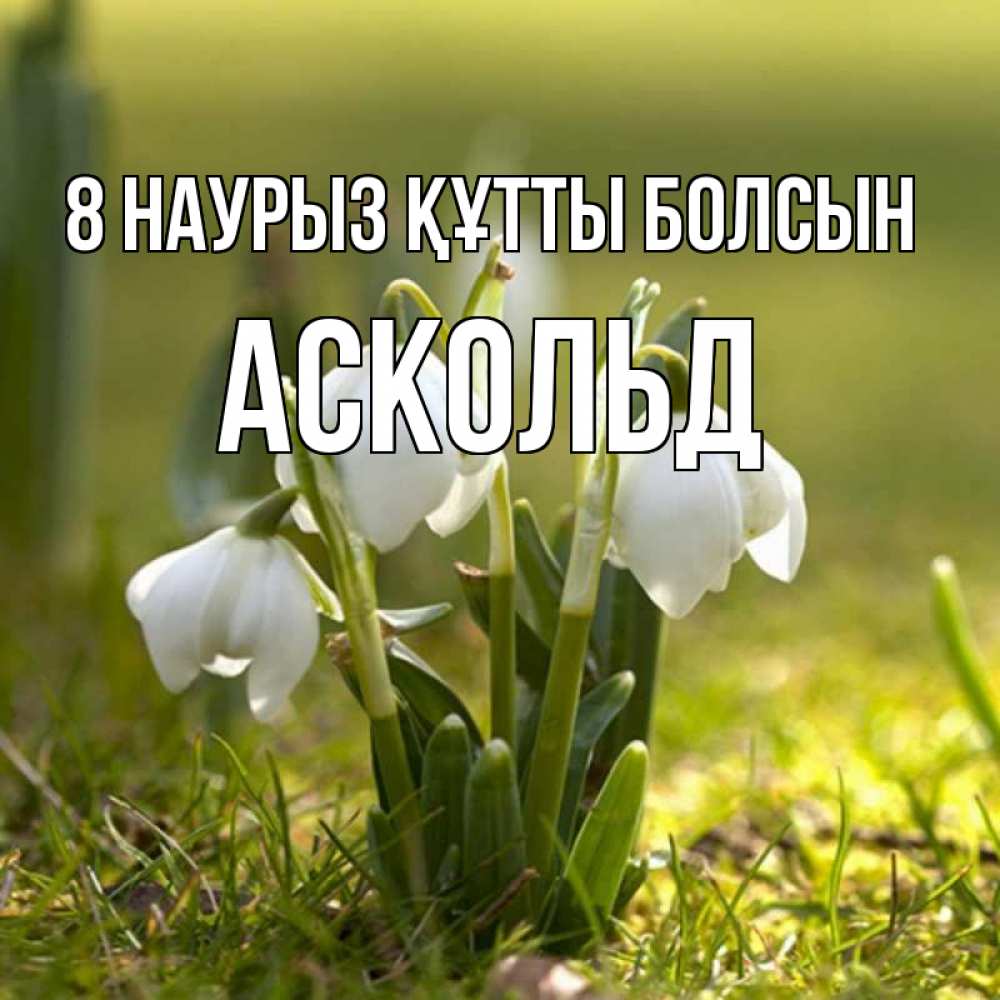 Күн сайын ашық хат с именем, Аскольд 8 наурыз құтты болсын ранние цветы 2 Онлайн тегін жүктеп алу тілектері бар керемет карта 