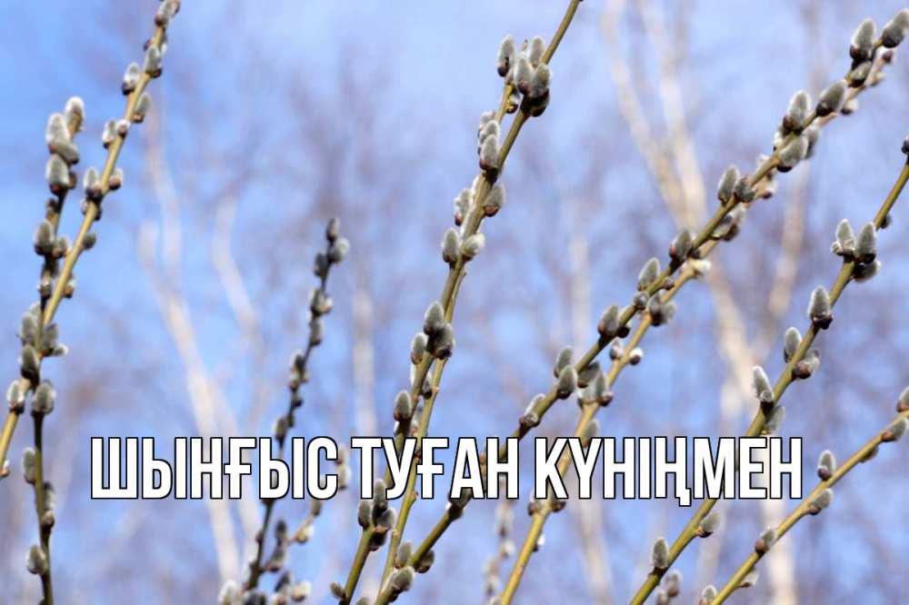Картинка  с именем , ШЫНҒЫС! ТУҒАН КҮНІҢМЕН!