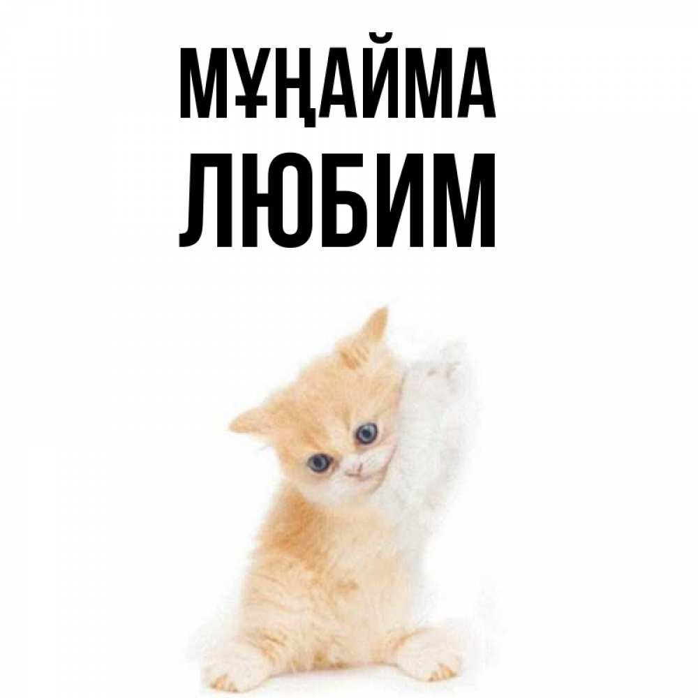 Күн сайын ашық хат с именем, Любим Мұңайма просящий кот Онлайн тегін жүктеп алу тілектері бар керемет карта 