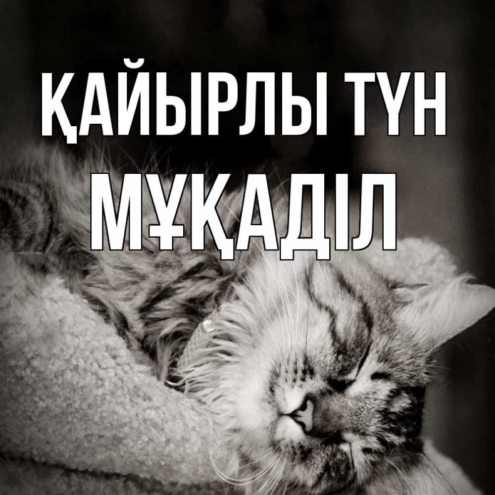 Күн сайын ашық хат с именем, МҰҚАДІЛ Қайырлы түн котярик пушистый Онлайн тегін жүктеп алу тілектері бар керемет карта 