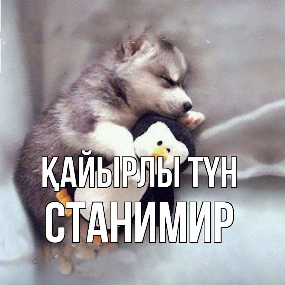 Күн сайын ашық хат с именем, Станимир Қайырлы түн обнимашки щенка и пингвина Онлайн тегін жүктеп алу тілектері бар керемет карта 