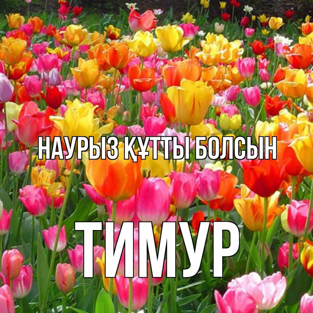 Күн сайын ашық хат с именем, Тимур Наурыз құтты болсын на наурыз  ура ура Онлайн тегін жүктеп алу тілектері бар керемет карта 