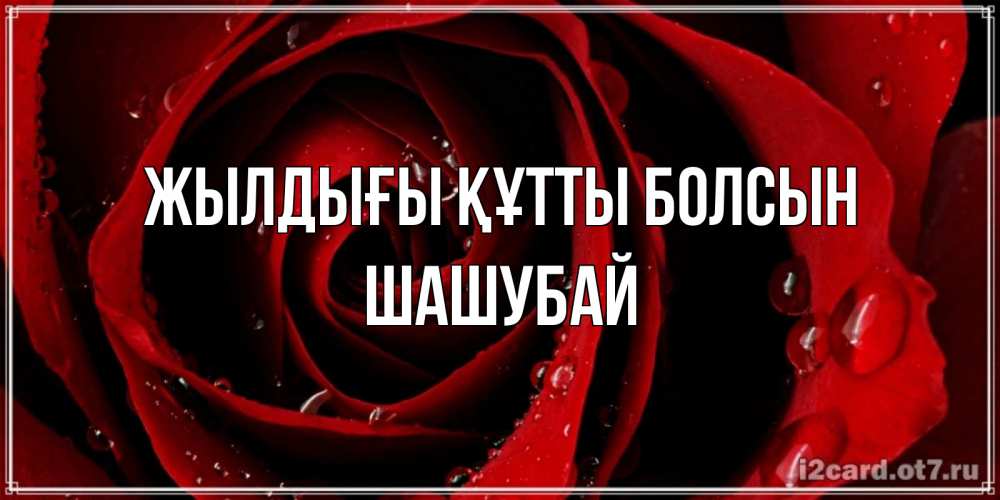 Күн сайын ашық хат с именем, ШАШУБАЙ Жылдығы құтты болсын крупная бордовая роза Онлайн тегін жүктеп алу тілектері бар керемет карта 