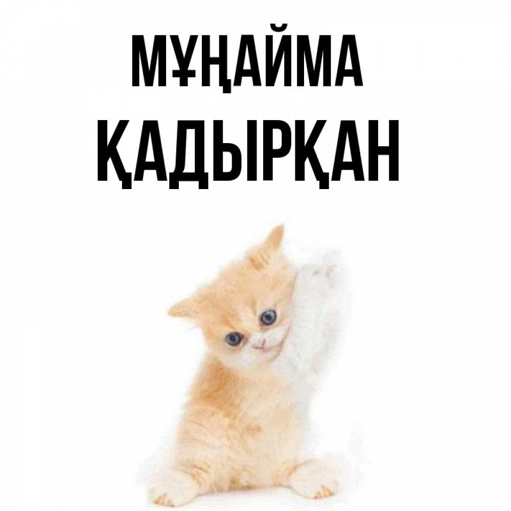 Күн сайын ашық хат с именем, Қадырқан Мұңайма просящий кот Онлайн тегін жүктеп алу тілектері бар керемет карта 