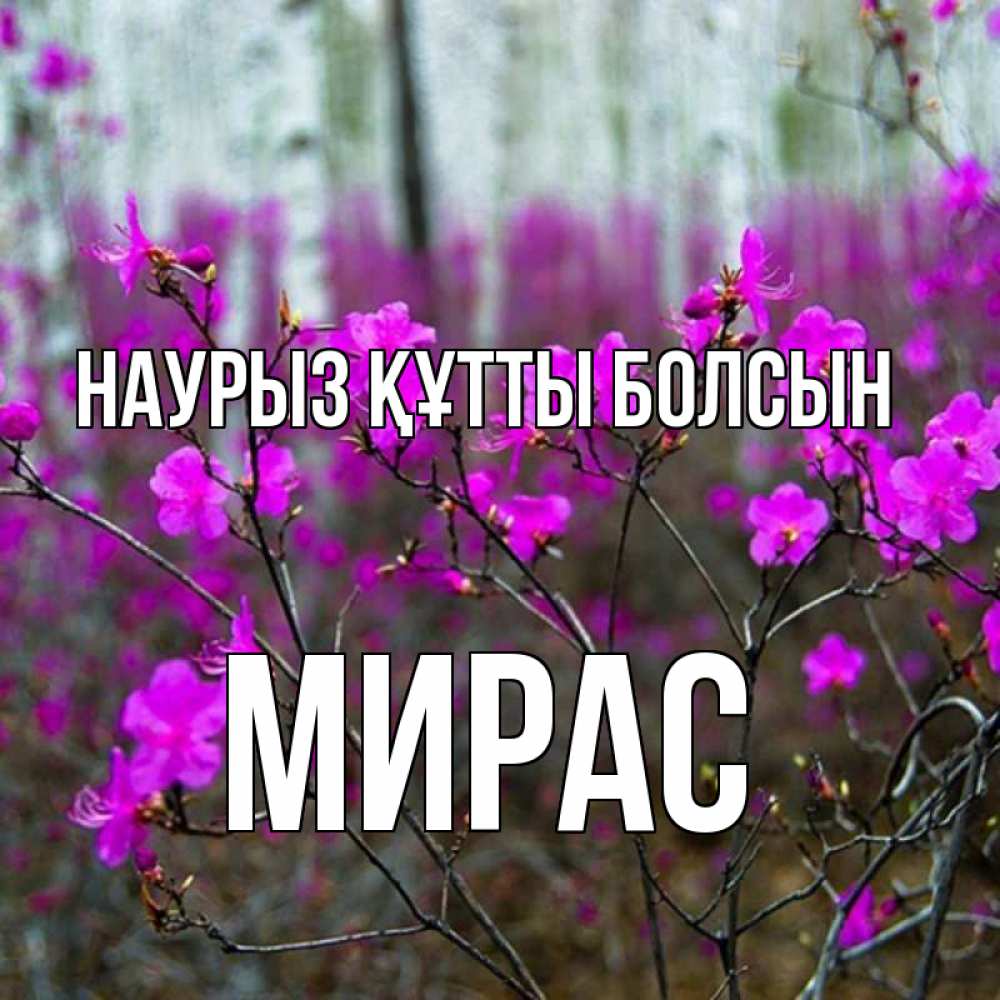 Күн сайын ашық хат с именем, МИРАС Наурыз құтты болсын дикие цветы Онлайн тегін жүктеп алу тілектері бар керемет карта 