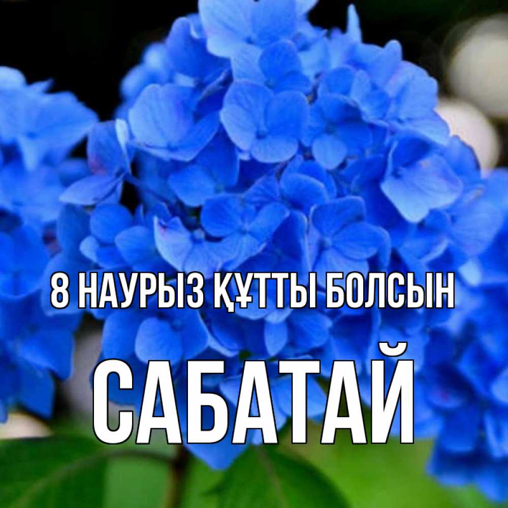 Күн сайын ашық хат с именем, САБАТАЙ 8 наурыз құтты болсын синие цветы Онлайн тегін жүктеп алу тілектері бар керемет карта 