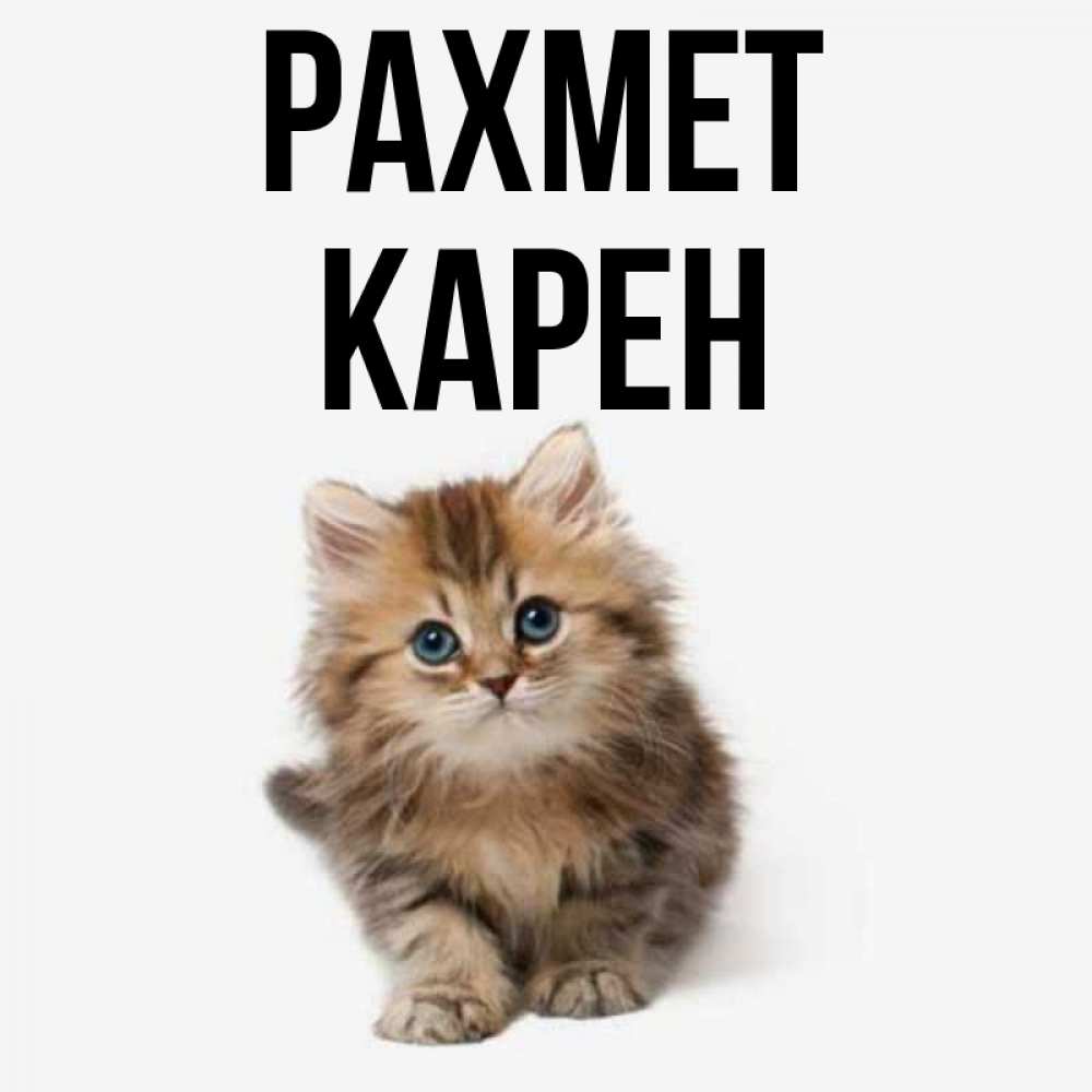 Күн сайын ашық хат с именем, Карен рахмет пушистый котик Онлайн тегін жүктеп алу тілектері бар керемет карта 