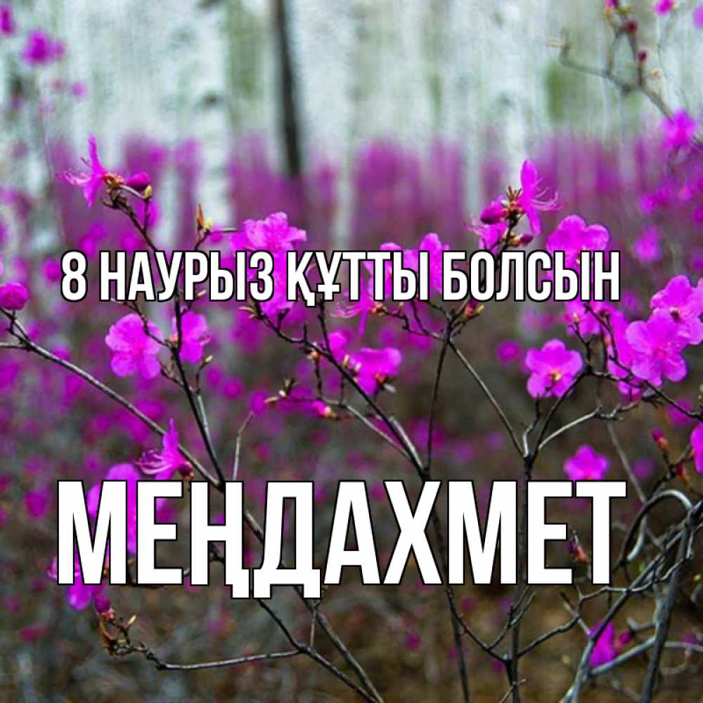 Күн сайын ашық хат с именем, МЕҢДАХМЕТ 8 наурыз құтты болсын дикие цветы Онлайн тегін жүктеп алу тілектері бар керемет карта 