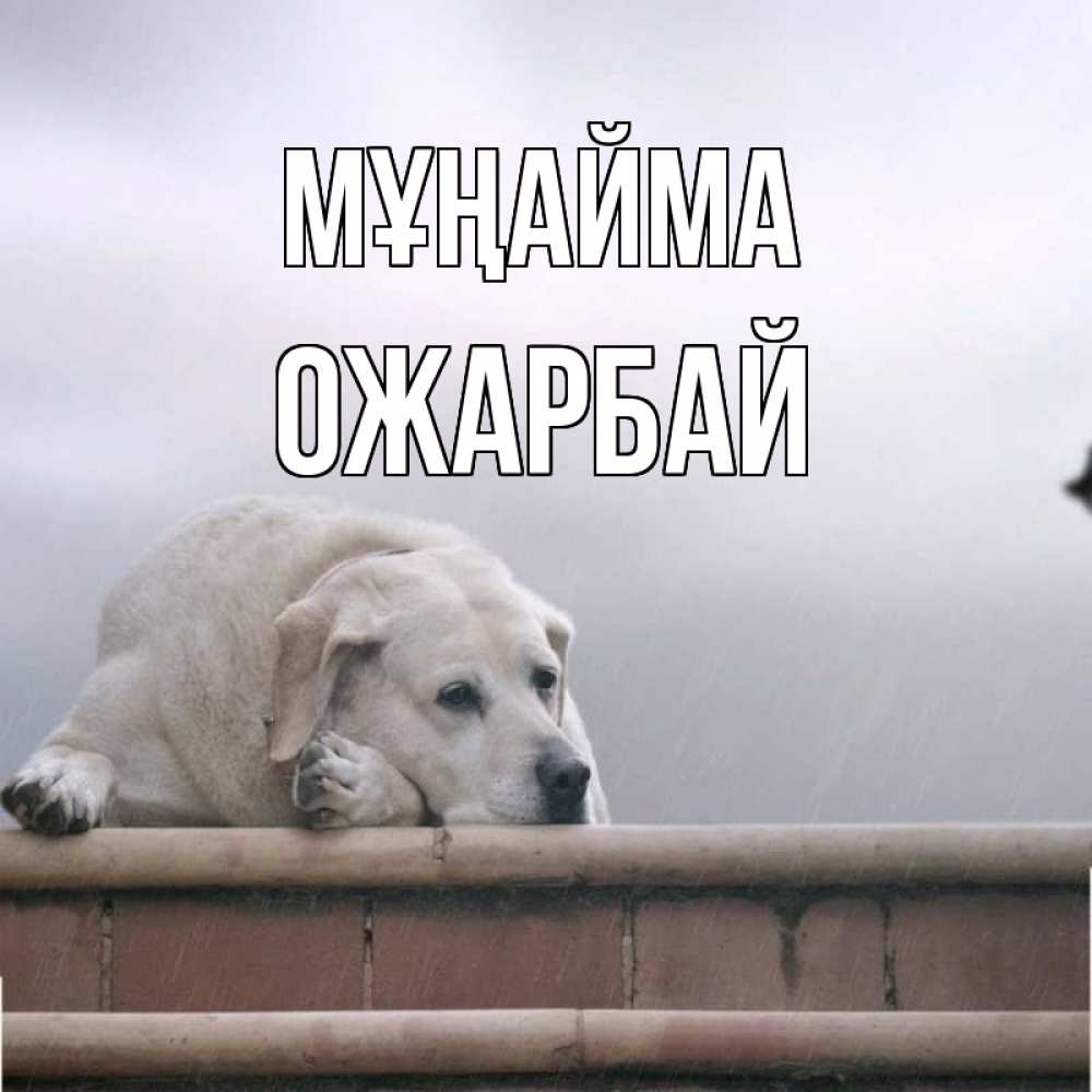 Күн сайын ашық хат с именем, ОЖАРБАЙ Мұңайма белый пес 1 Онлайн тегін жүктеп алу тілектері бар керемет карта 