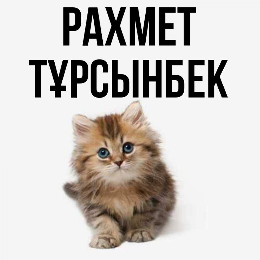 Күн сайын ашық хат с именем, ТҰРСЫНБЕК рахмет пушистый котик Онлайн тегін жүктеп алу тілектері бар керемет карта 