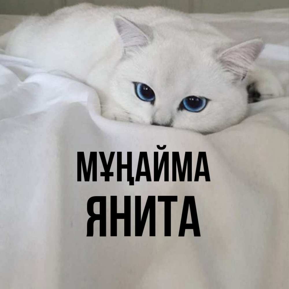 Күн сайын ашық хат с именем, Янита Мұңайма Голубоглазая кошка Онлайн тегін жүктеп алу тілектері бар керемет карта 
