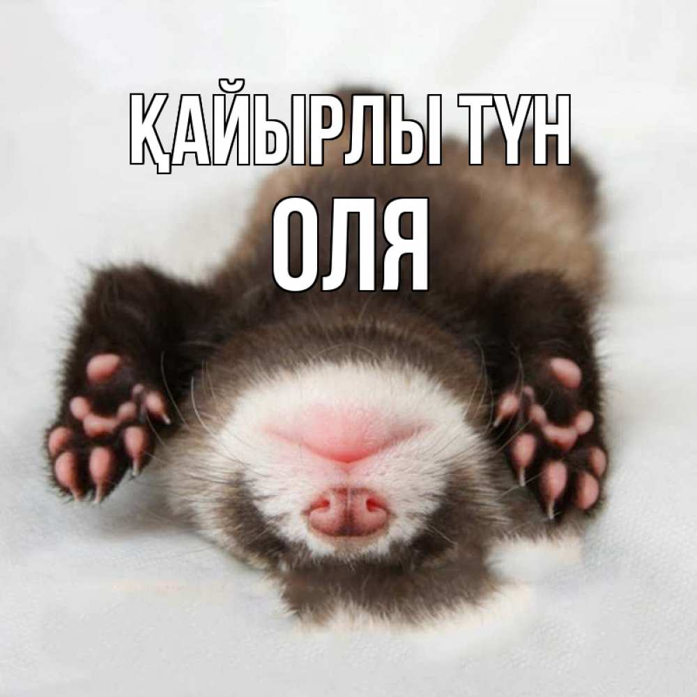 Күн сайын ашық хат с именем, Оля Қайырлы түн зверек Онлайн тегін жүктеп алу тілектері бар керемет карта 