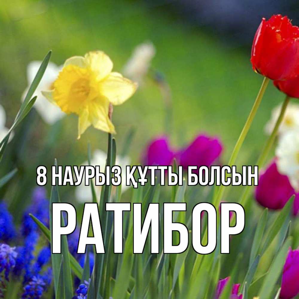 Күн сайын ашық хат с именем, Ратибор 8 наурыз құтты болсын международный женский день 3 Онлайн тегін жүктеп алу тілектері бар керемет карта 