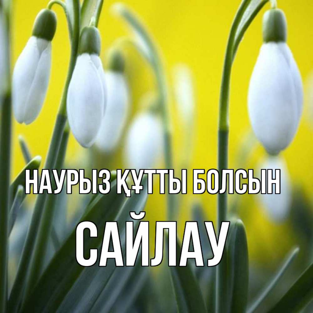 Күн сайын ашық хат с именем, САЙЛАУ Наурыз құтты болсын весенние цветы Онлайн тегін жүктеп алу тілектері бар керемет карта 