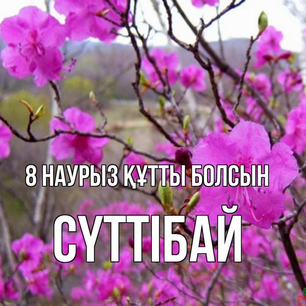 Күн сайын ашық хат с именем, СҮТТІБАЙ 8 наурыз құтты болсын международный женский день Онлайн тегін жүктеп алу тілектері бар керемет карта 