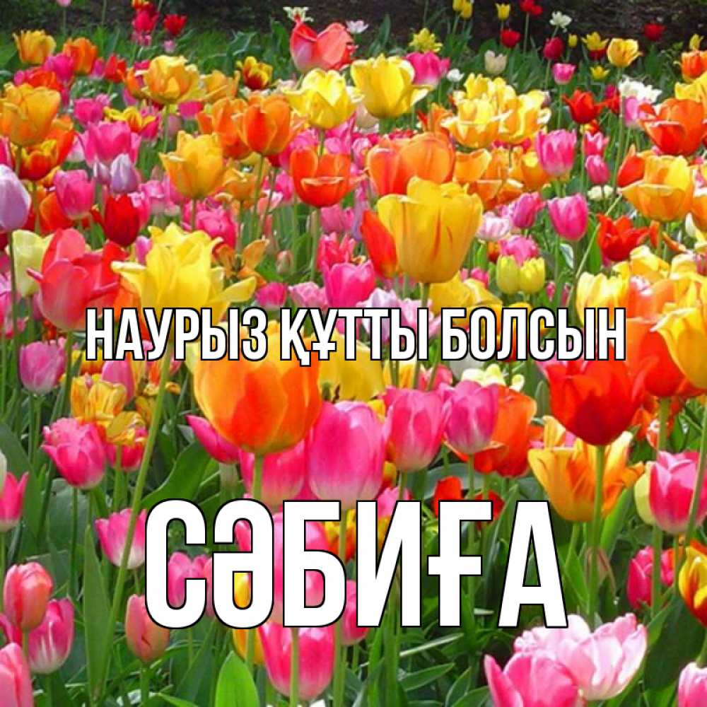 Күн сайын ашық хат с именем, СӘБИҒА Наурыз құтты болсын на наурыз  ура ура Онлайн тегін жүктеп алу тілектері бар керемет карта 