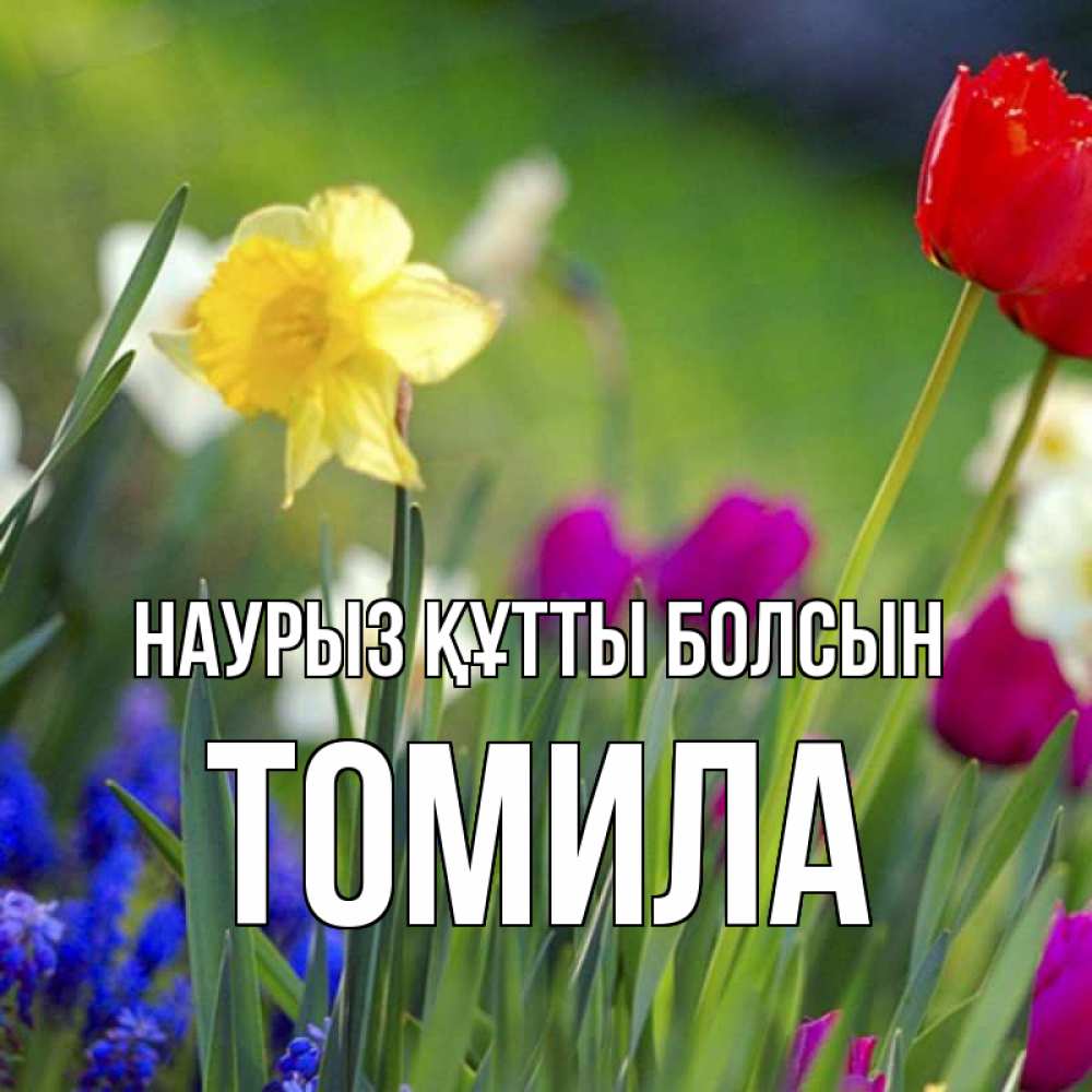 Күн сайын ашық хат с именем, Томила Наурыз құтты болсын наурыз  3 открытки Онлайн тегін жүктеп алу тілектері бар керемет карта 
