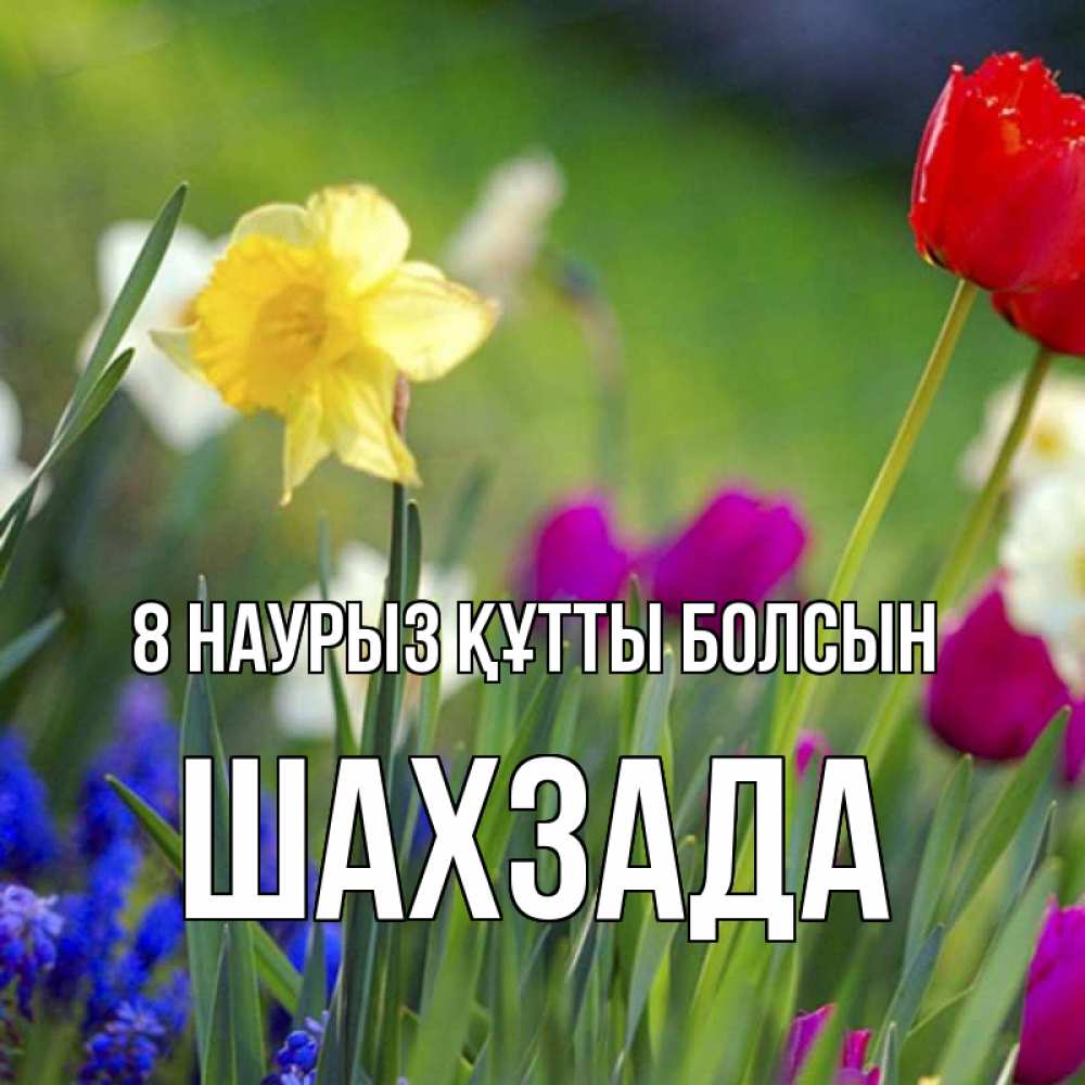 Күн сайын ашық хат с именем, ШАХЗАДА 8 наурыз құтты болсын международный женский день 3 Онлайн тегін жүктеп алу тілектері бар керемет карта 