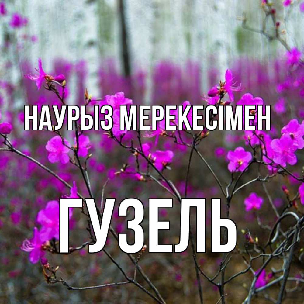 Күн сайын ашық хат с именем, Гузель Наурыз мерекесімен дикие цветы Онлайн тегін жүктеп алу тілектері бар керемет карта 