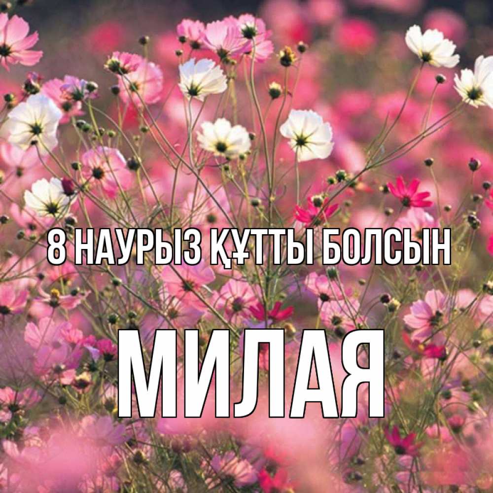 Күн сайын ашық хат с именем, Милая 8 наурыз құтты болсын красиво 1 Онлайн тегін жүктеп алу тілектері бар керемет карта 