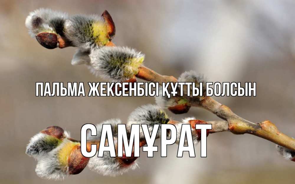 Күн сайын ашық хат с именем, САМҰРАТ Пальма жексенбісі құтты болсын Верба Онлайн тегін жүктеп алу тілектері бар керемет карта 