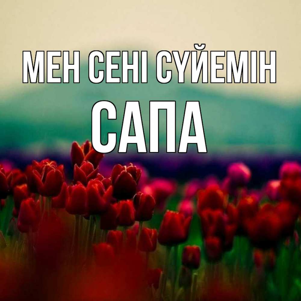 Күн сайын ашық хат с именем, САПА Мен сені сүйемін тюльпаны 4 Онлайн тегін жүктеп алу тілектері бар керемет карта 
